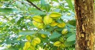 অর্জুন গাছের