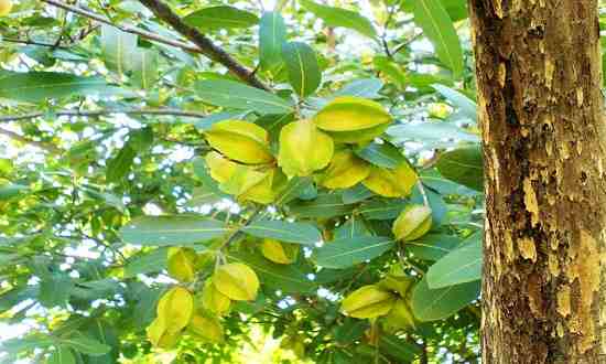 অর্জুন গাছের