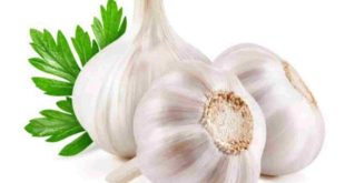 দেশী কাঁচা রসুন Garlic খেলে পুরুষের শারীরিক সক্ষমতা ৩ গুণ বেড়ে যায়, জেনে নিন কীভাবে খাবেন