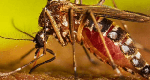 ডেঙ্গু জ্বর