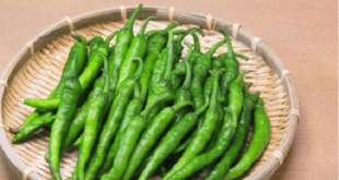 কাঁচা মরিচ